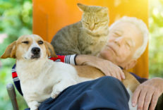 Senior gentleman lounging with a dozing cat and dog in the sunlight